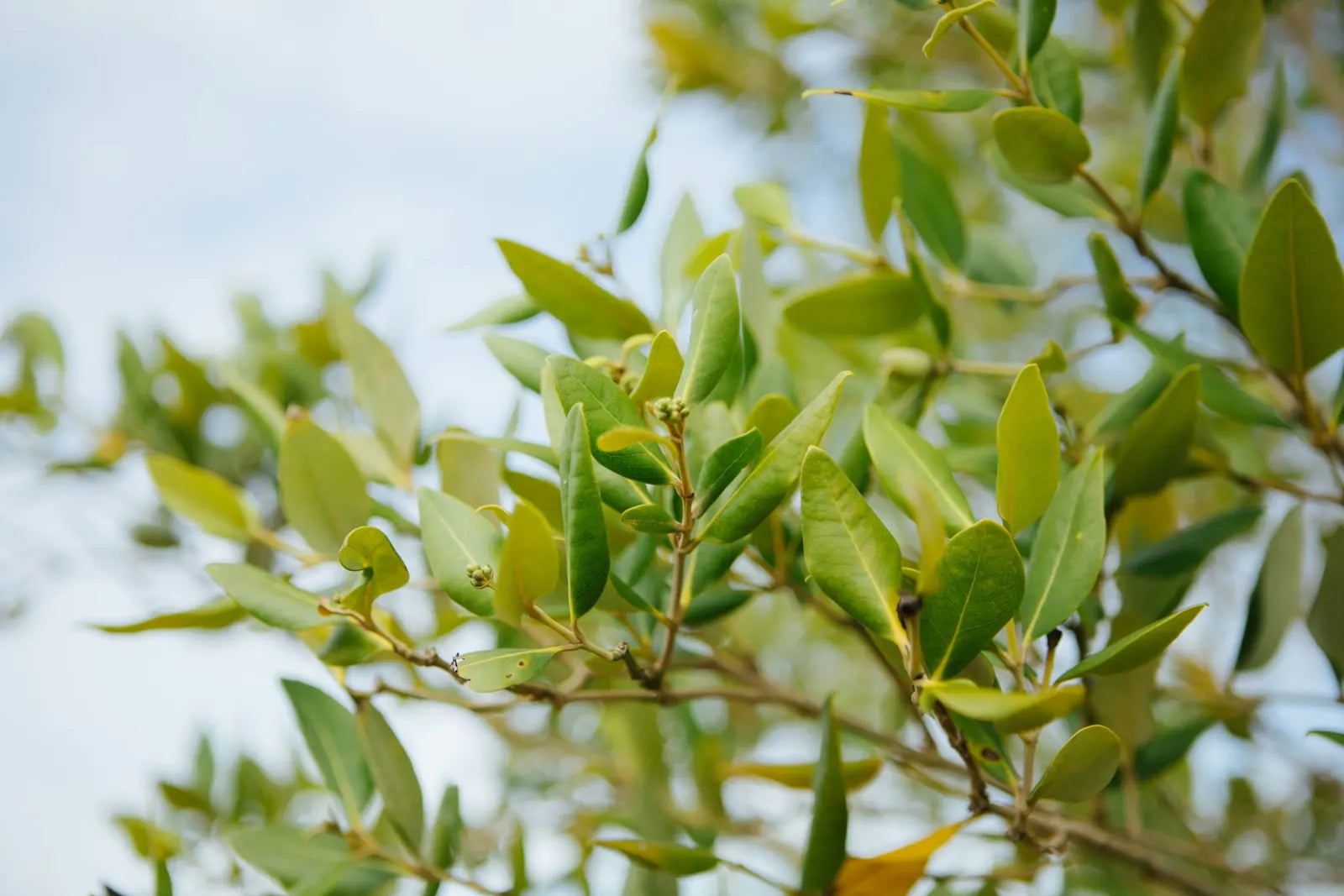 Blätter einer jungen Mangrove vor hellem Himmel